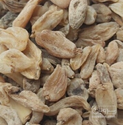 فروش ثعلب قلوه