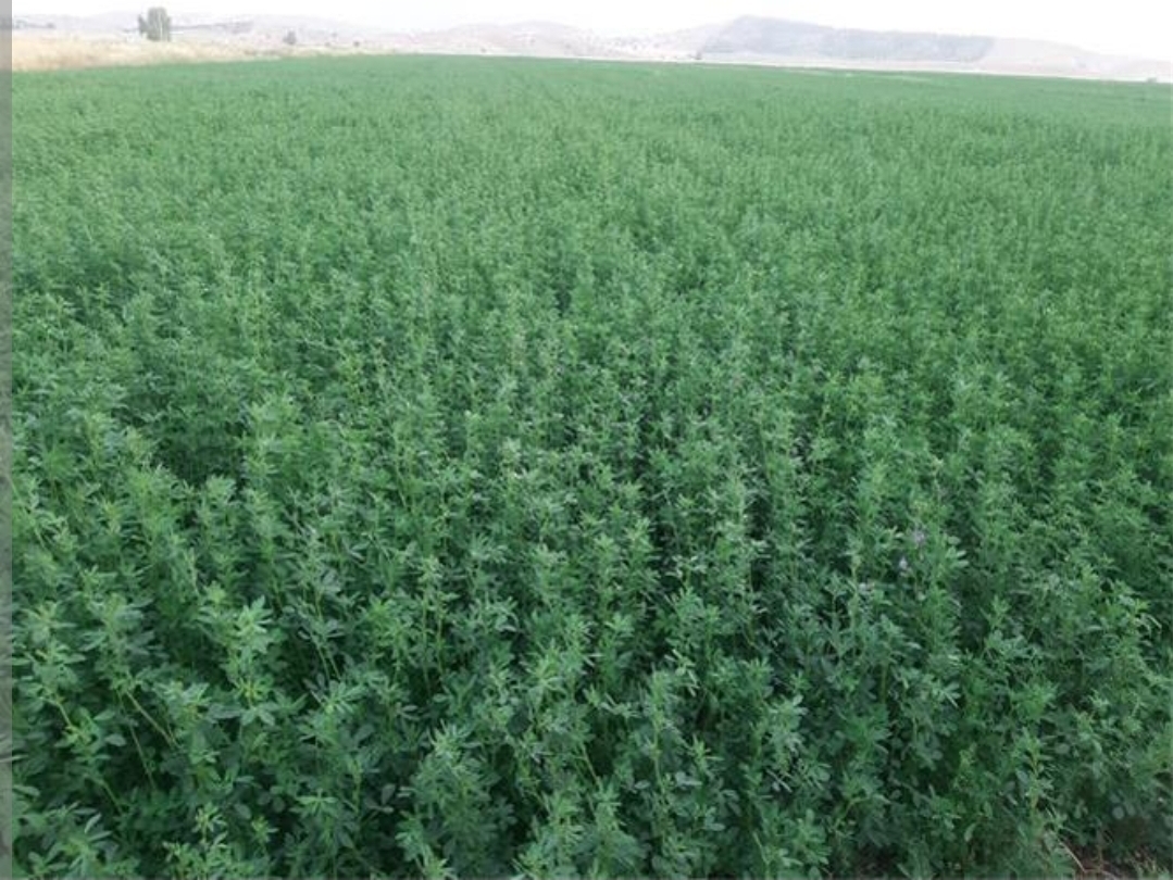 فروش یونجه پرسی