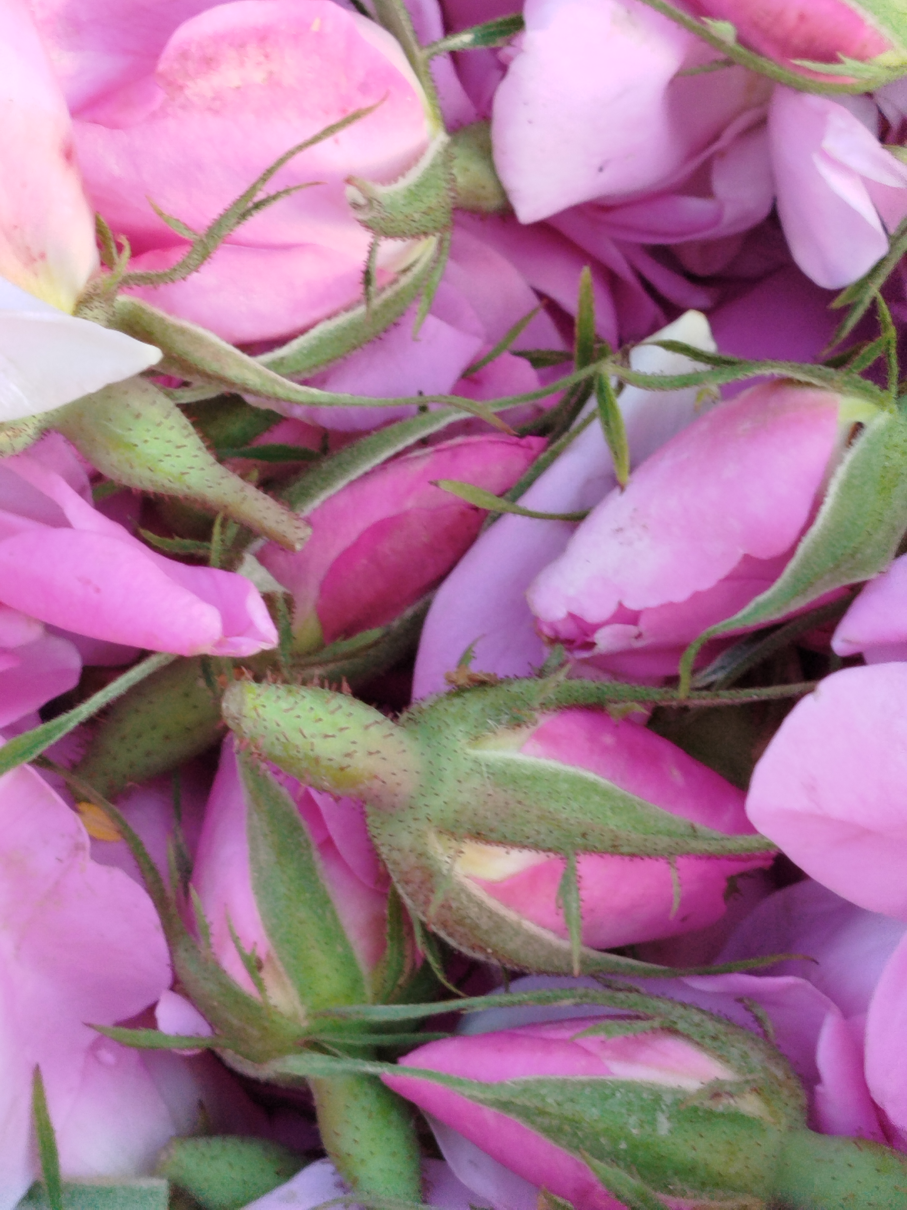 فروش غنچه گل محمدی (گیاه‌ دارویی)