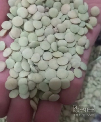 فروش عدس