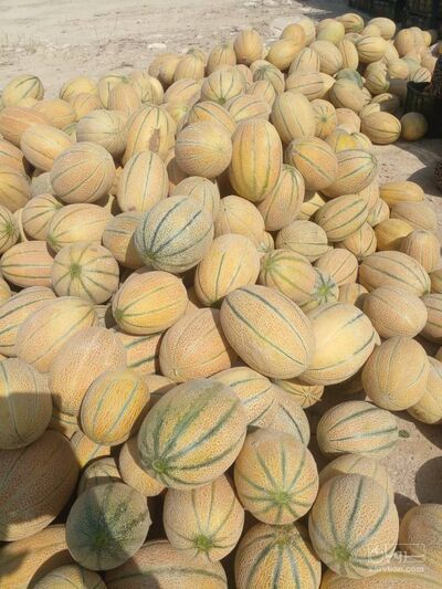 فروش طالبی جانا