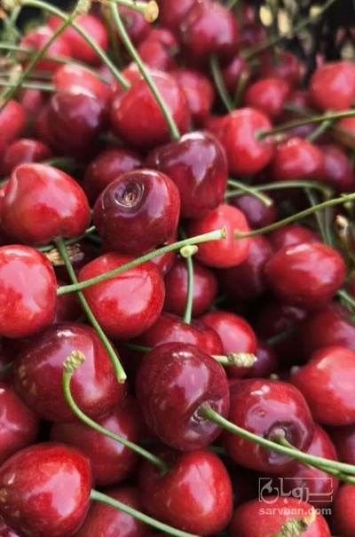 فروش گیلاس