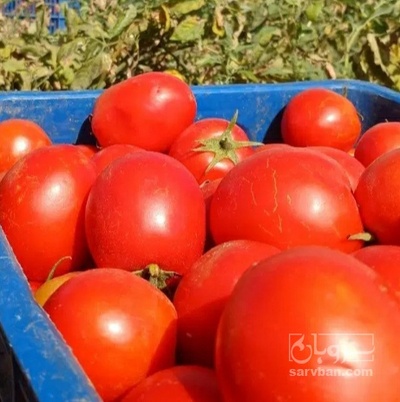 فروش گوجه فرنگی متین