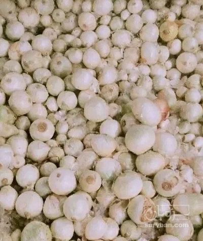 فروش پیاز سفید