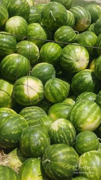 فروش هندوانه گرد