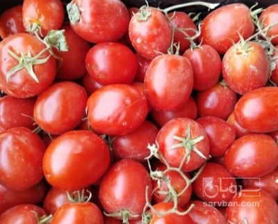 فروش گوجه فرنگی هیوا