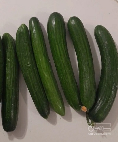 فروش خیار سالادی