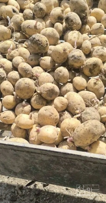 فروش سیب زمینی  بذری اگریا