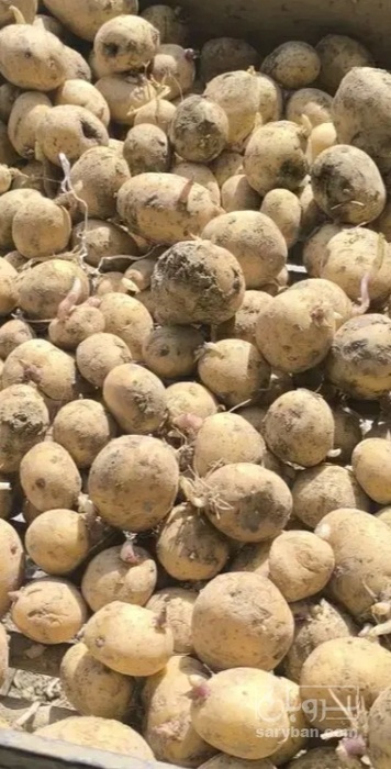 فروش سیب زمینی  بذری جلی
