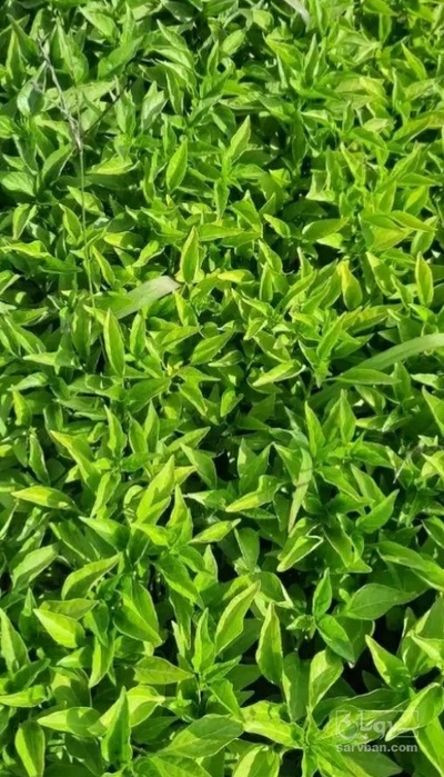 فروش نشا خیار