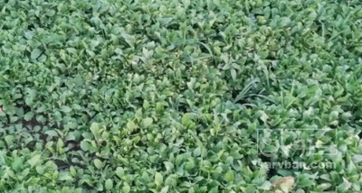 فروش نشا گوجه فرنگی