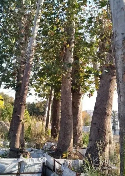 فروش نهال آلو