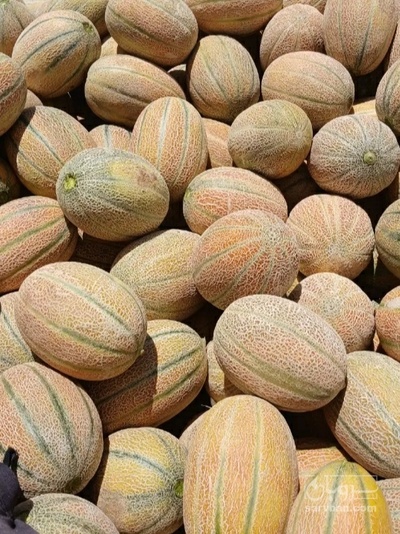 فروش طالبی جانا
