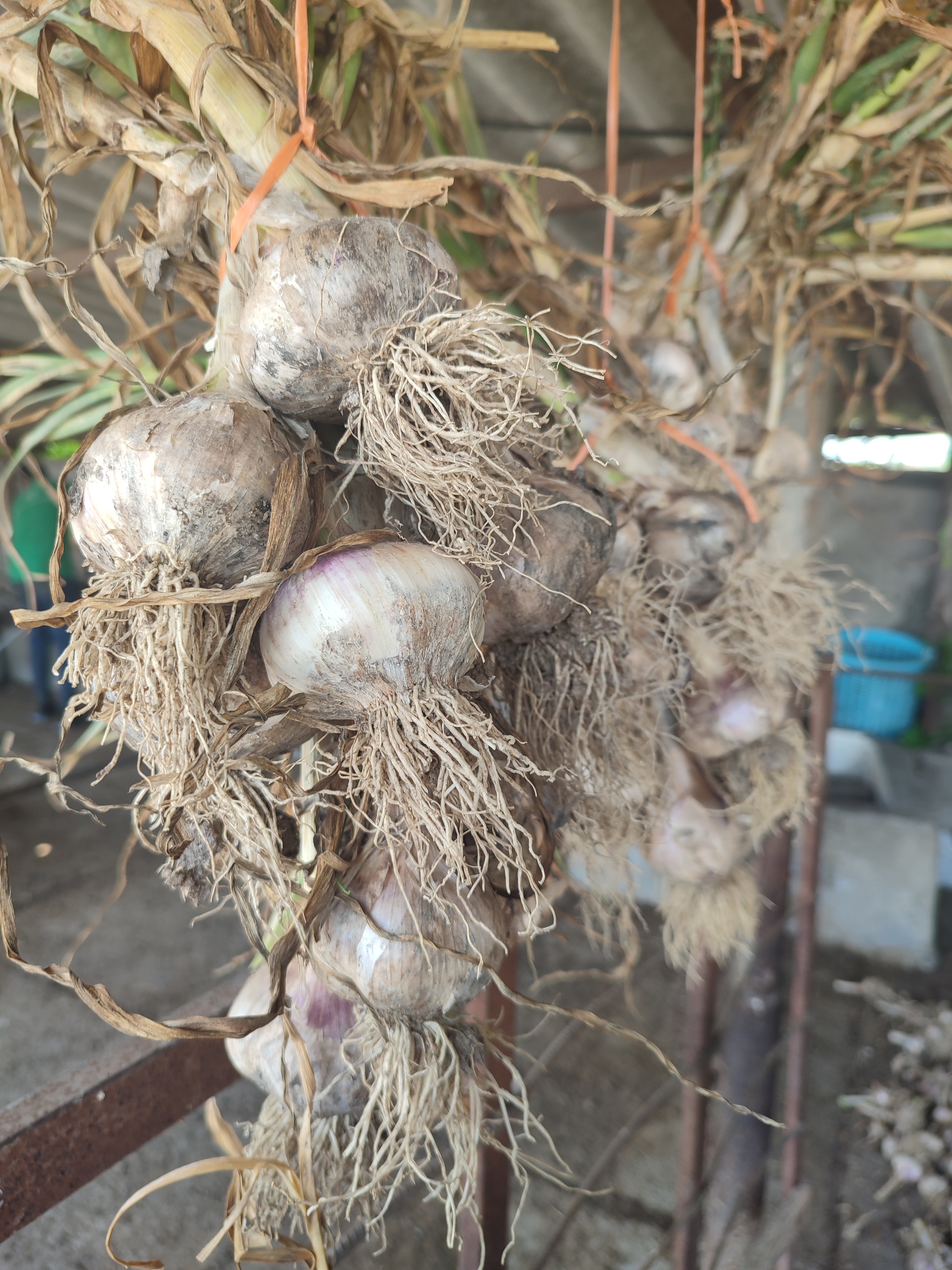 فروش سیر