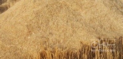 فروش کاه و کلش گندم