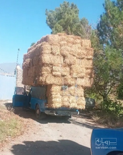 فروش کاه و کلش جو