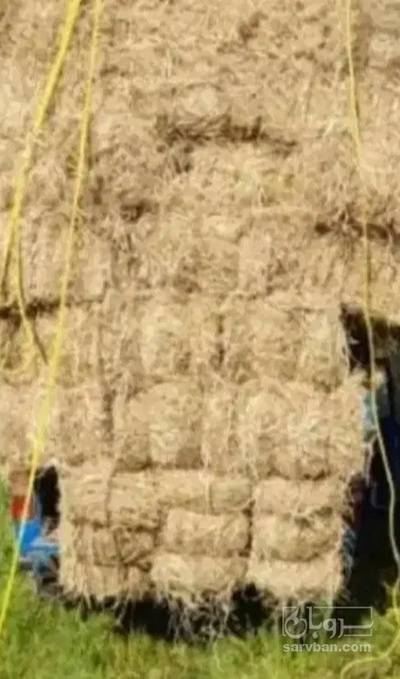 فروش کاه و کلش برنج
