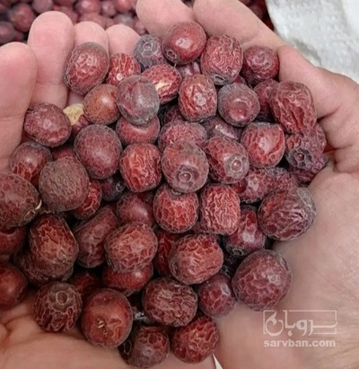 فروش عناب