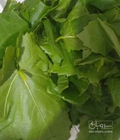 فروش برگ انگور