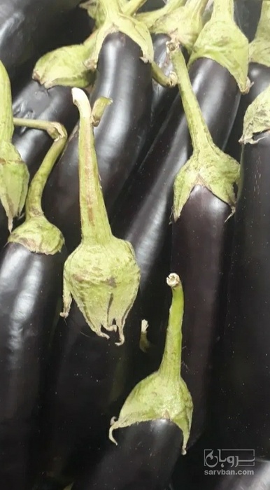فروش بادمجان