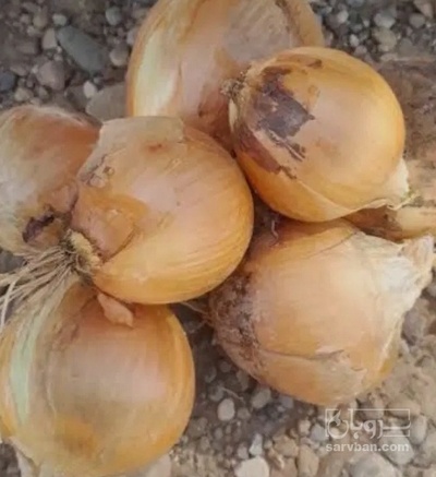 فروش پیاز زرد 2