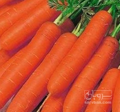 فروش هویج
