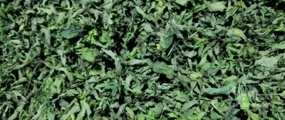 فروش نعناع خشک (گیاه‌ دارویی)