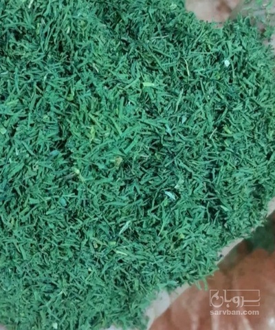 فروش شوید خشک (گیاه‌ دارویی)