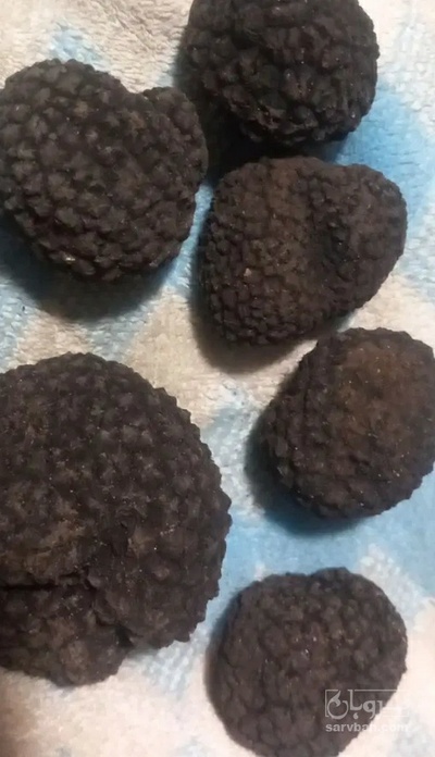 فروش ترافل  مشکی