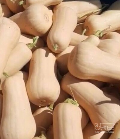 فروش کدو