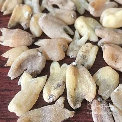 فروش ثعلب (گیاه‌ دارویی)