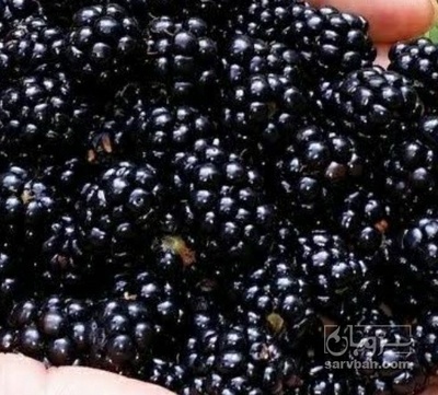 فروش بلک بری