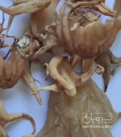 فروش ثعلب  تازه (گیاه‌ دارویی)