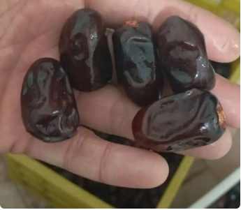 فروش خرما