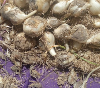 فروش موسیر