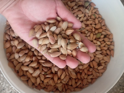 فروش بادام کوهی