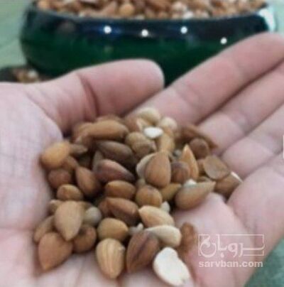فروش بادام