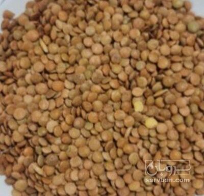 فروش عدس