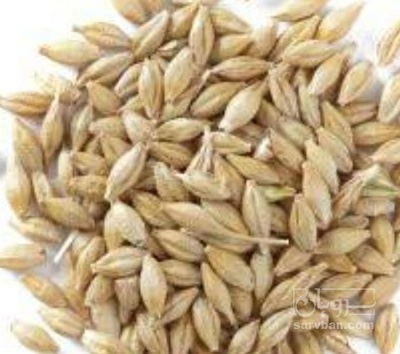 فروش جو خوراک دام