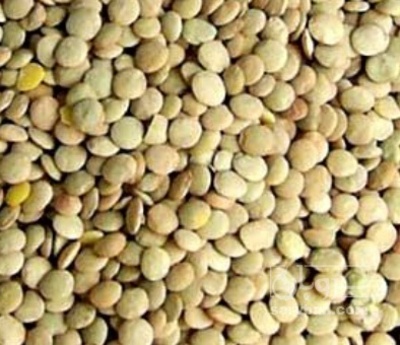 فروش عدس