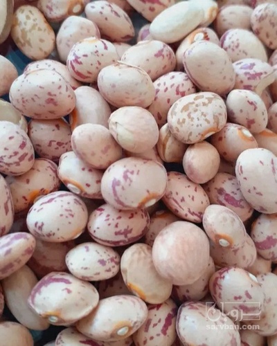 فروش لوبیا چیتی