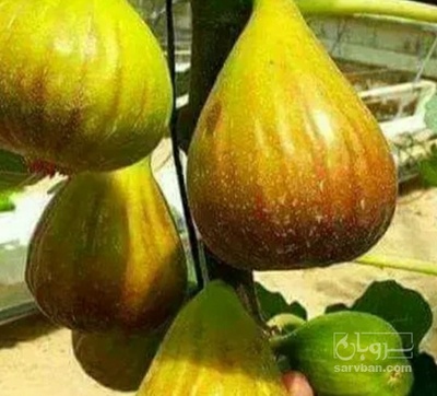 فروش انجیر