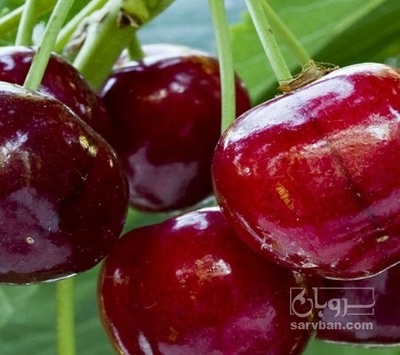 فروش گیلاس