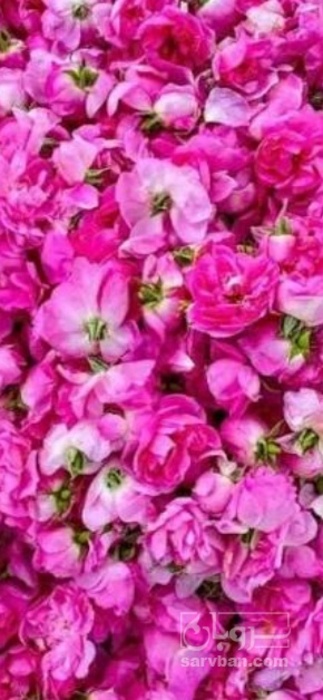 فروش گل محمدی تازه