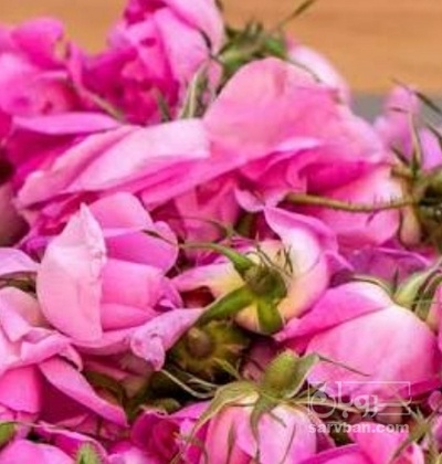 فروش غنچه گل محمدی