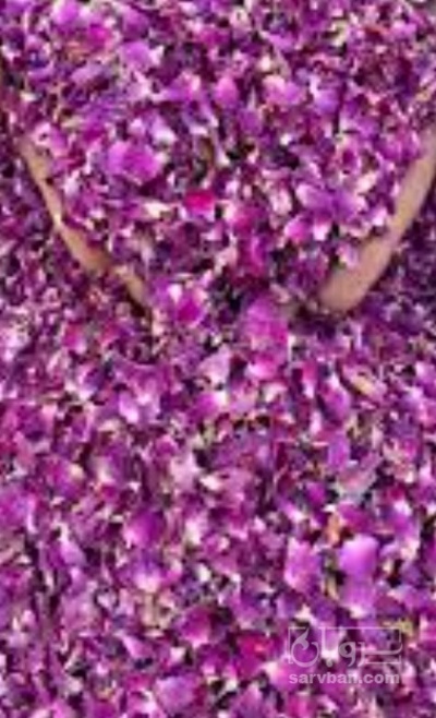 فروش گل محمدی خشک