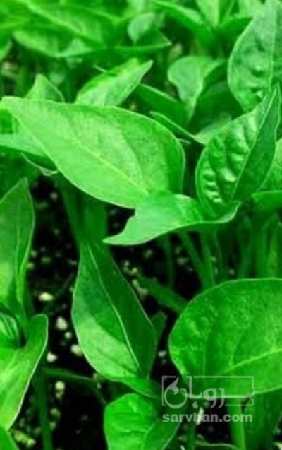 فروش نشا فلفل شیرین