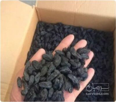 فروش مویز