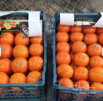 فروش پرتقال