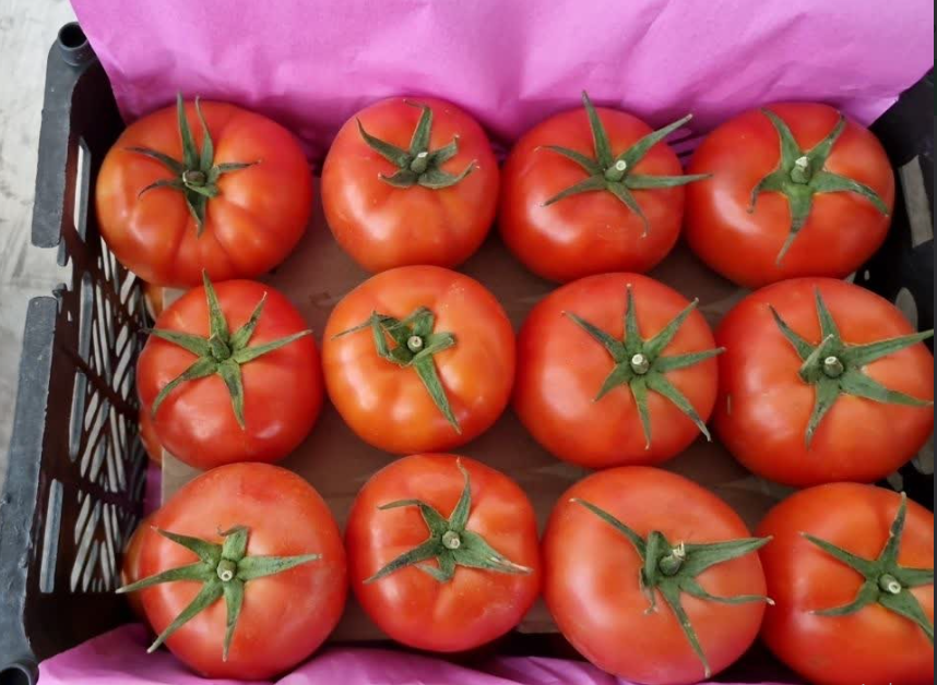 فروش گوجه فرنگی